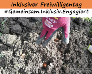 Nahaufnahme Hand mit Gartenhandschuh beim Zwiebelstecken